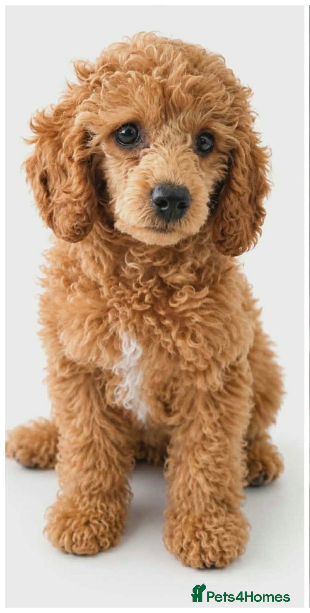 Toy Poodle dogs Toy Poodle Female Puppy Looking for a home  - Advert 1