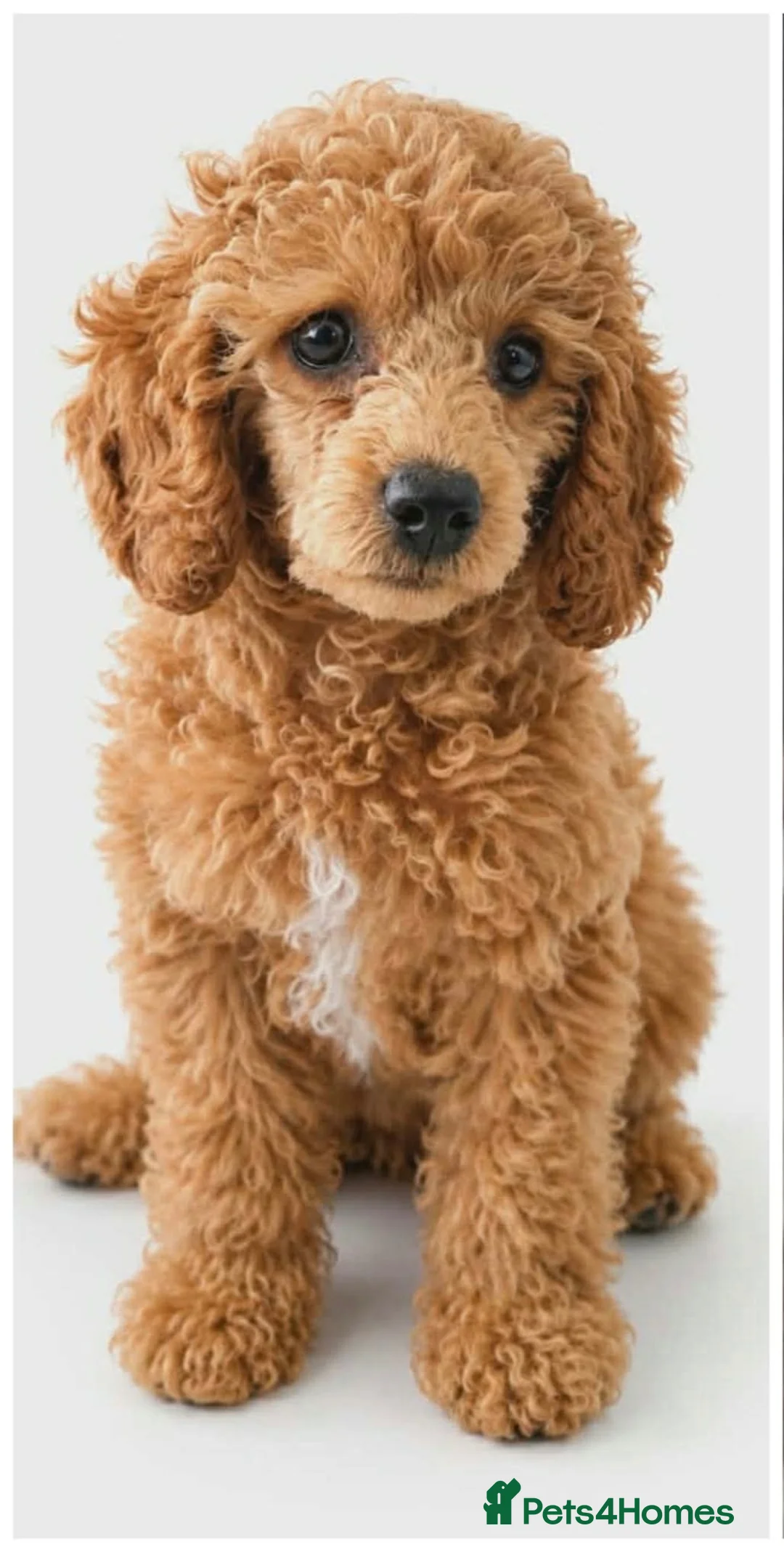 Toy Poodle dogs for sale: Toy Poodle Female Puppy Looking for a home  in Barnsley - Advert 1