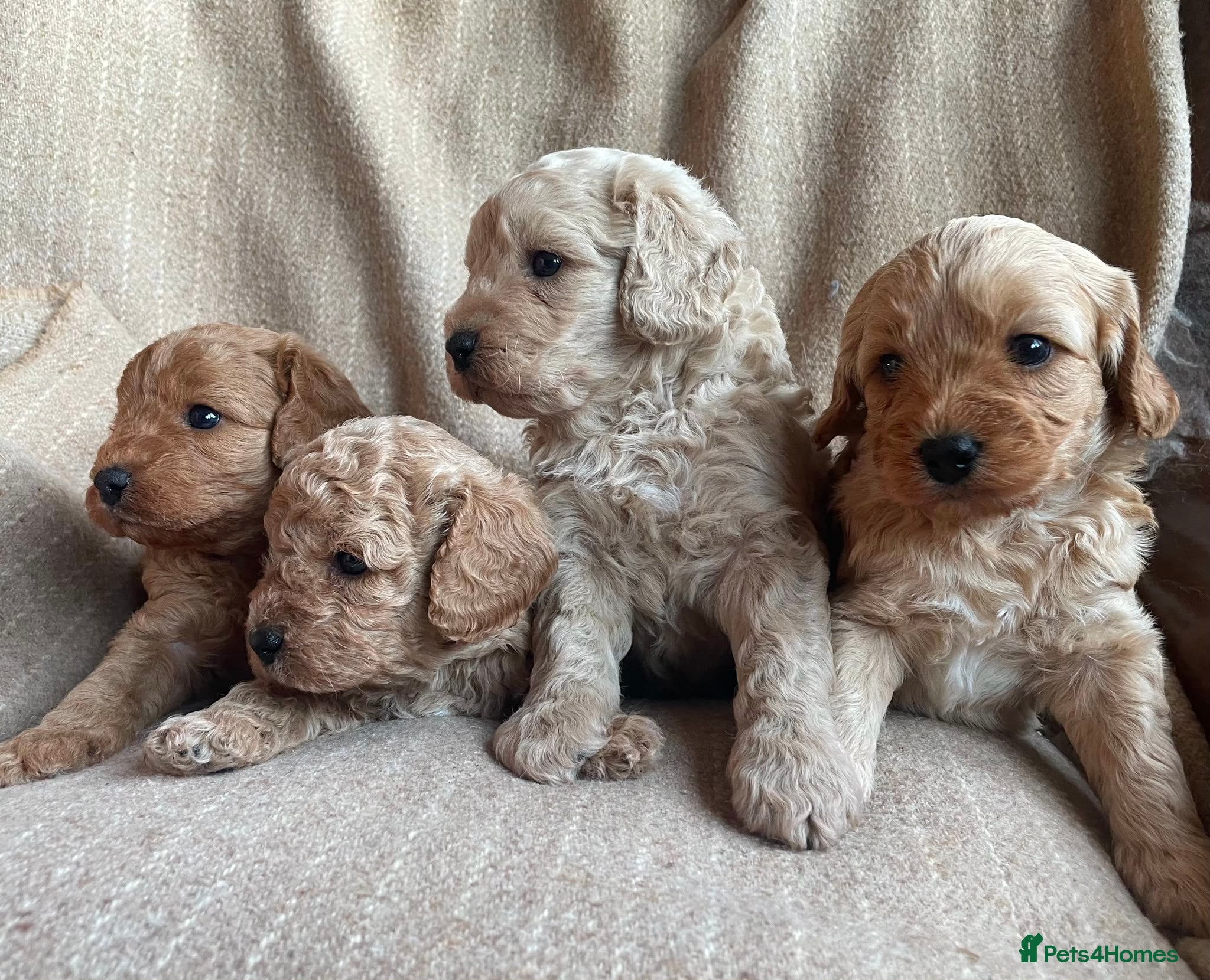 Cavapoochon dogs Beautiful Cavapoochon Puppies - Advert 1