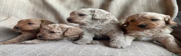 Cavapoochon dogs for sale: Beautiful Cavapoochon Puppies - Advert 4