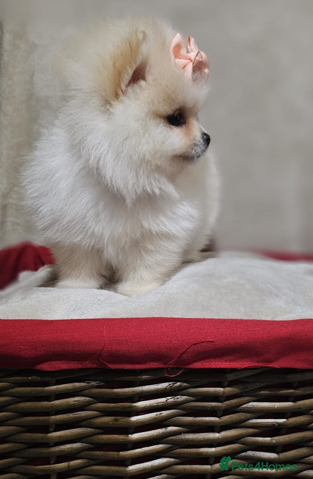 Pomeranian dogs for sale:  Pomeranian puppies ready now  - Image 17