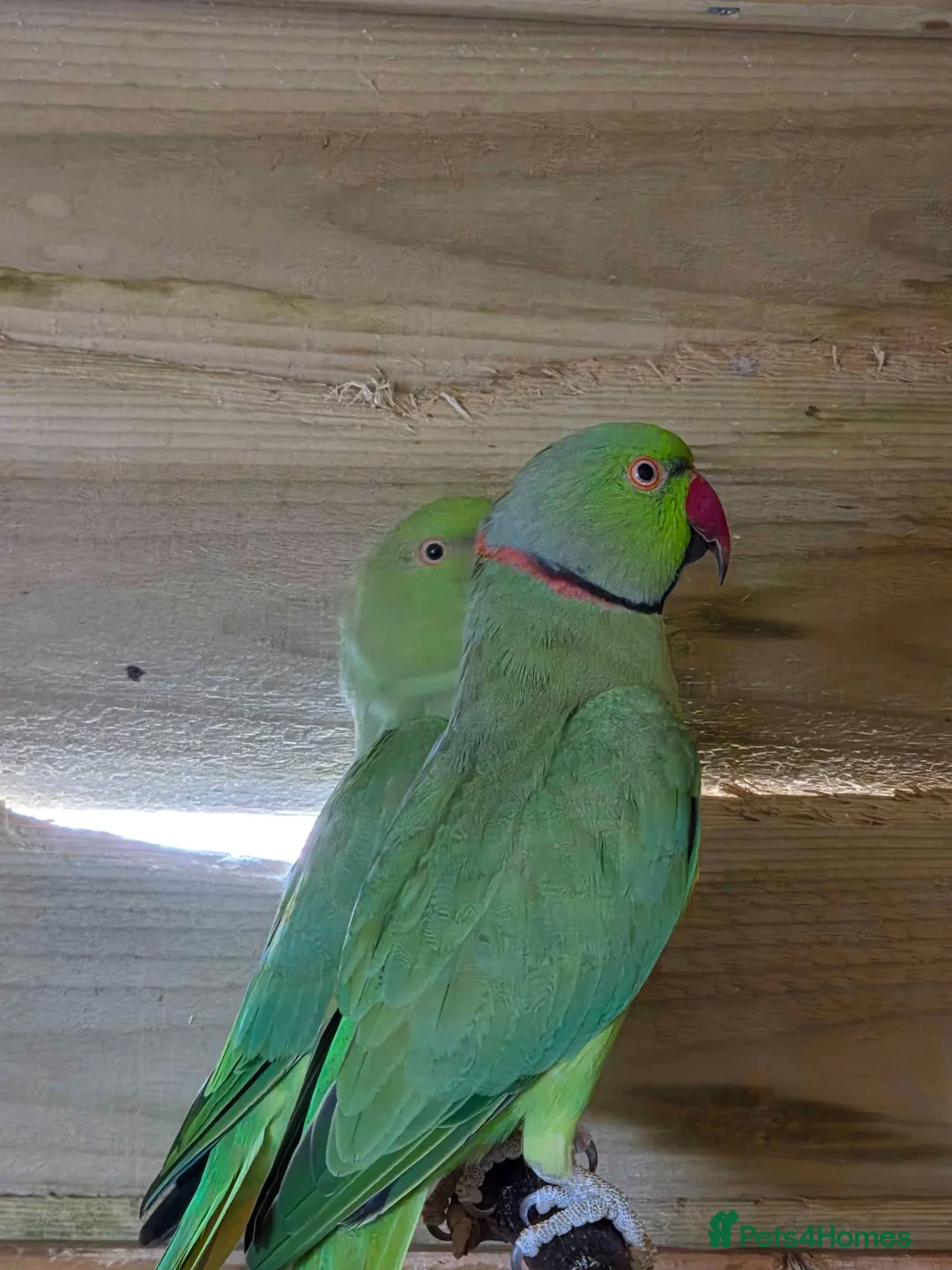 Ringnecks birds for sale: Bonded pair of ringnecks - Advert 3