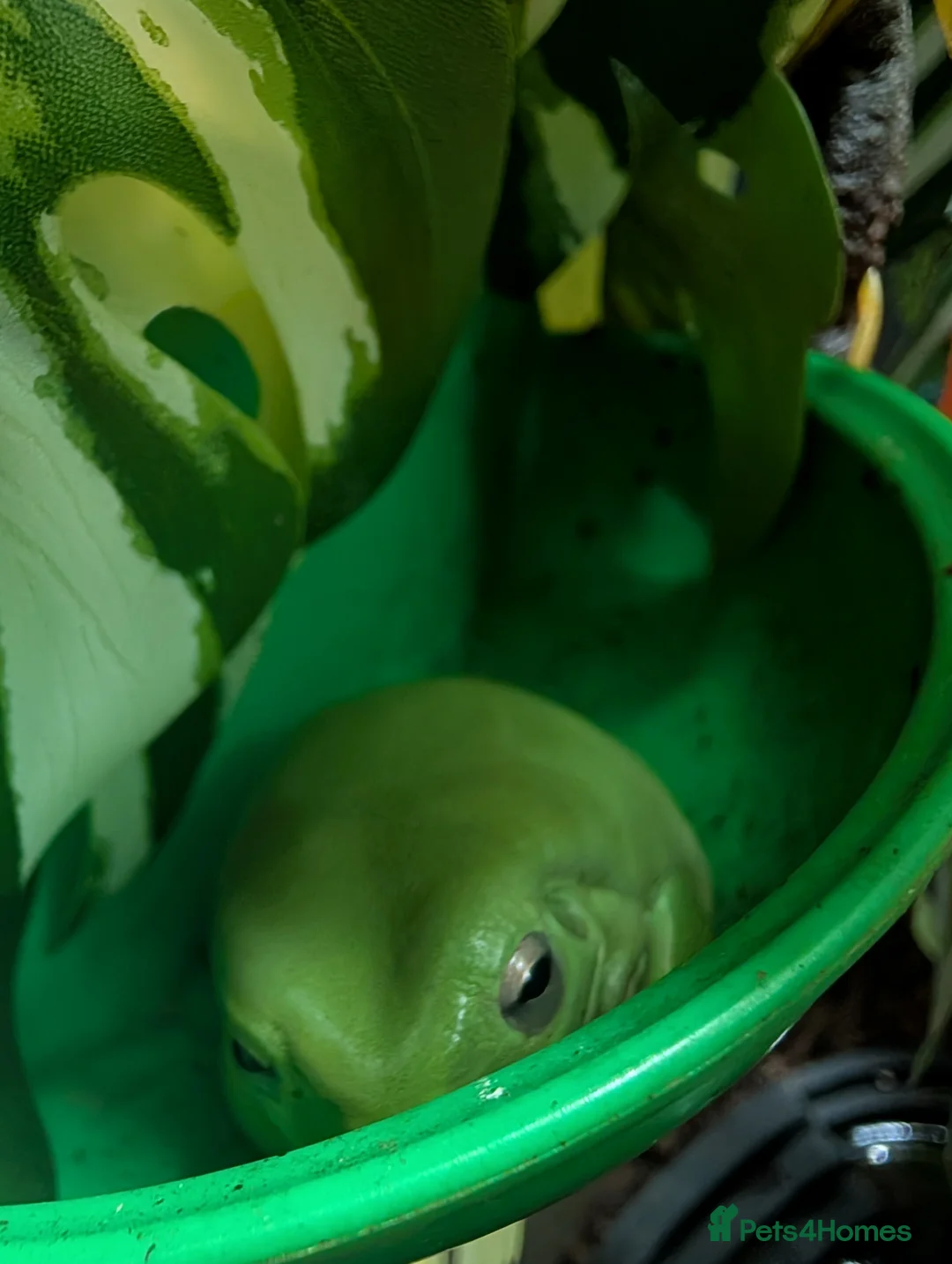 Frog reptiles for sale: 4 x whites tree frogs in Leicester - Advert 4