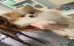 Pomeranian dogs for sale: Beautiful mix of Russian/Chi Tien Pomeranian Pups - Image 13