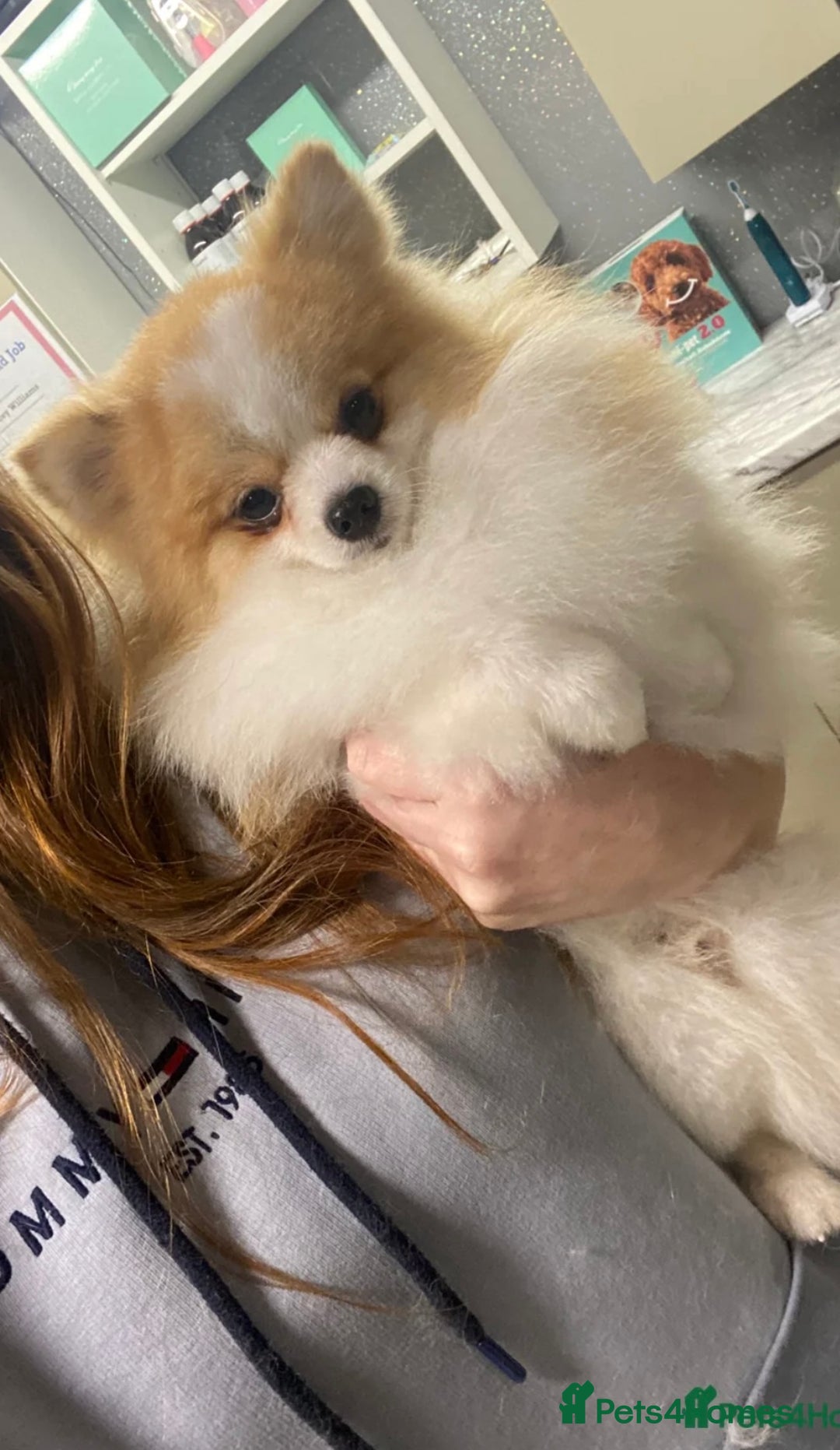 Pomeranian dogs for sale: Beautiful mix of Russian/Chi Tien Pomeranian Pups - Image 13