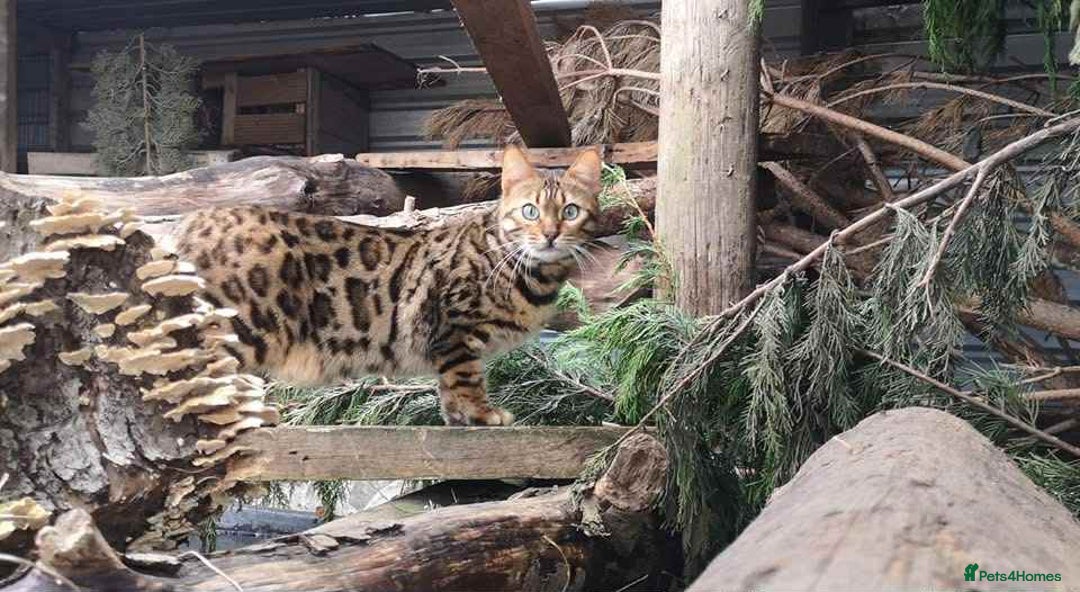 Bengal cats for sale: Beautiful pure breed bengal kits - Image 4