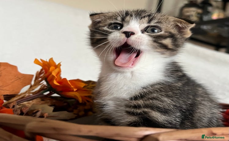 Scottish Fold cats - Advert 1