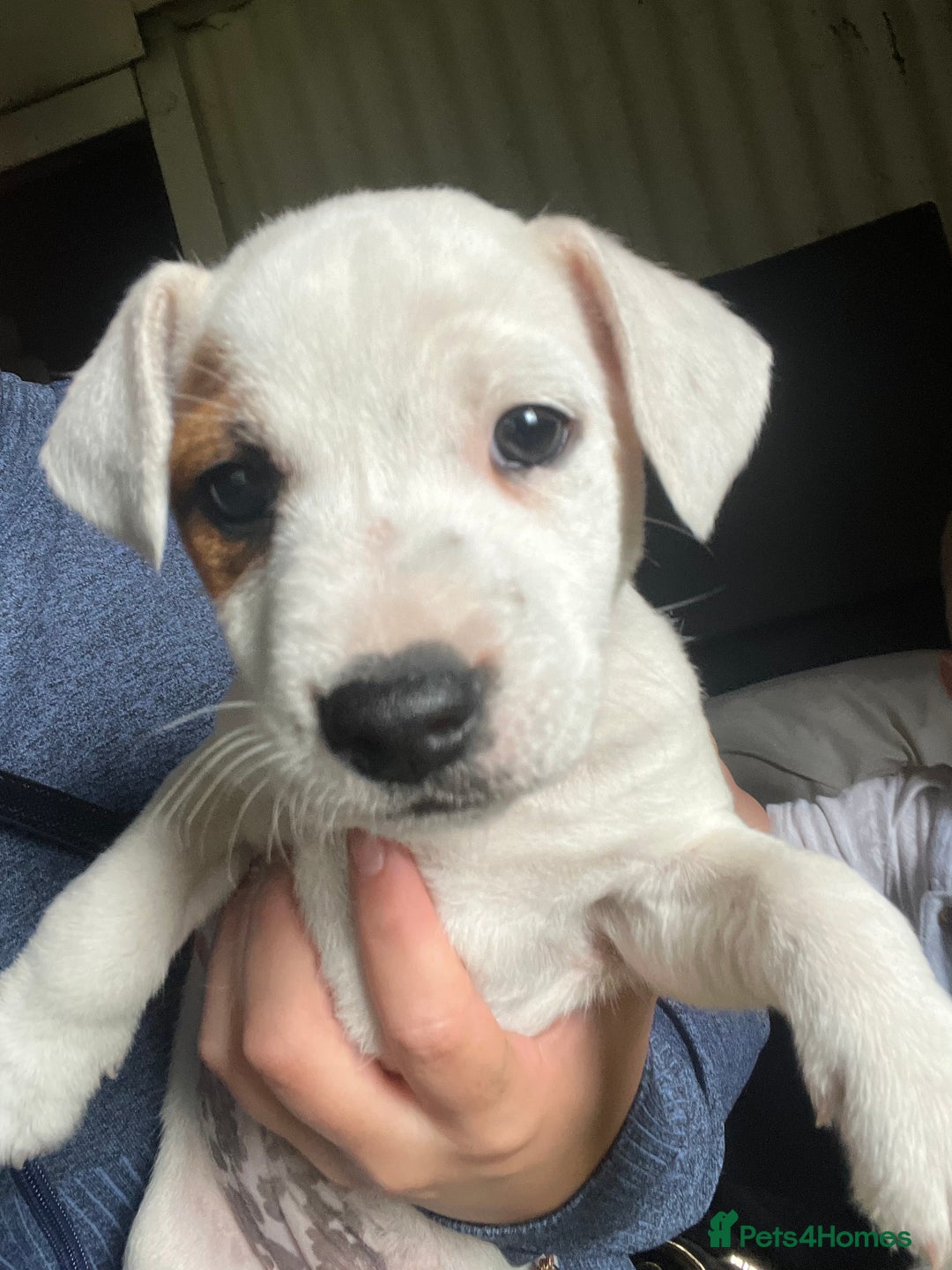 Jack Russell dogs for sale: Ready to leave beautiful female Jack Russel  - Image 5