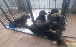 German Shepherd dogs for sale: Beautiful German shepherd pups - Image 2
