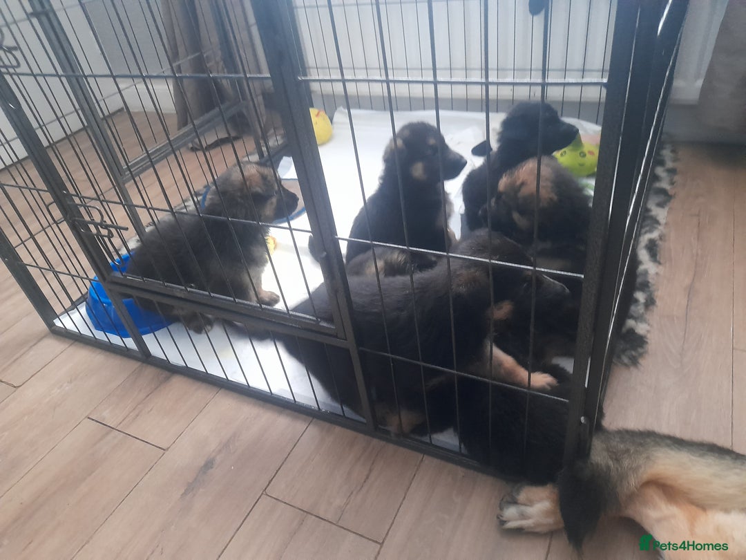 German Shepherd dogs for sale: Beautiful German shepherd pups - Image 2