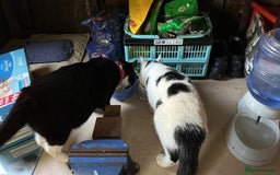Mixed Breed cats for sale: Male  Cat - Image 3