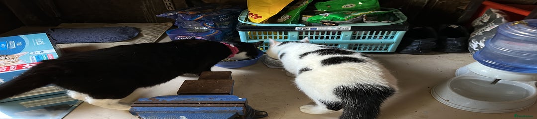Wills male one year old cat 
