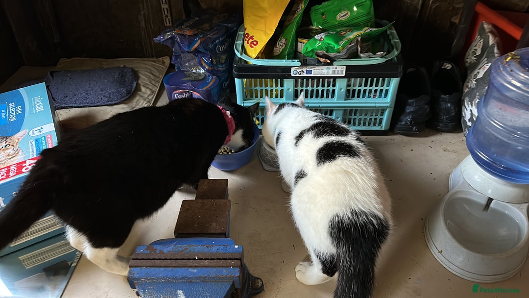 Mixed Breed cats for sale: Male  Cat - Image 3