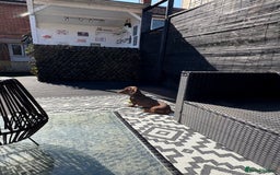 Miniature Dachshund dogs for stud: Mini Dachshund PROVEN LITTERS!  in Woking - Image 5
