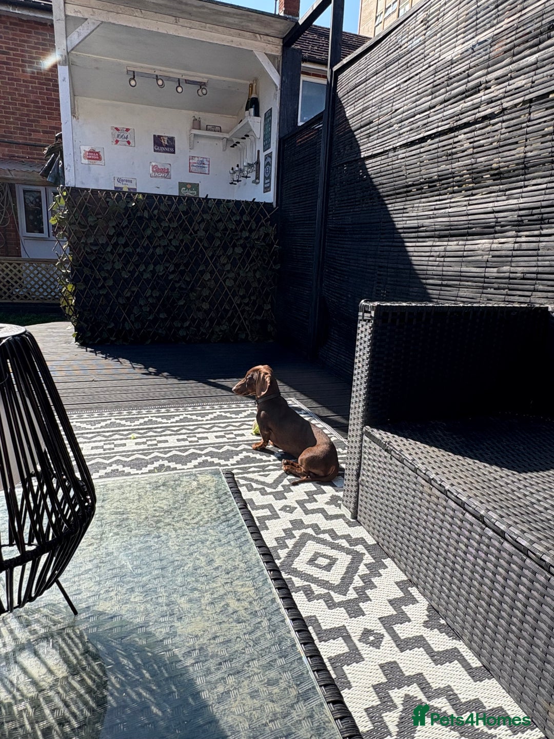 Miniature Dachshund dogs for stud: Mini Dachshund PROVEN LITTERS!  in Woking - Image 5