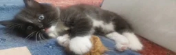 Mixed Breed cats for sale: Long‑Haired beautiful Ragdoll Cross Kittens - Advert 27
