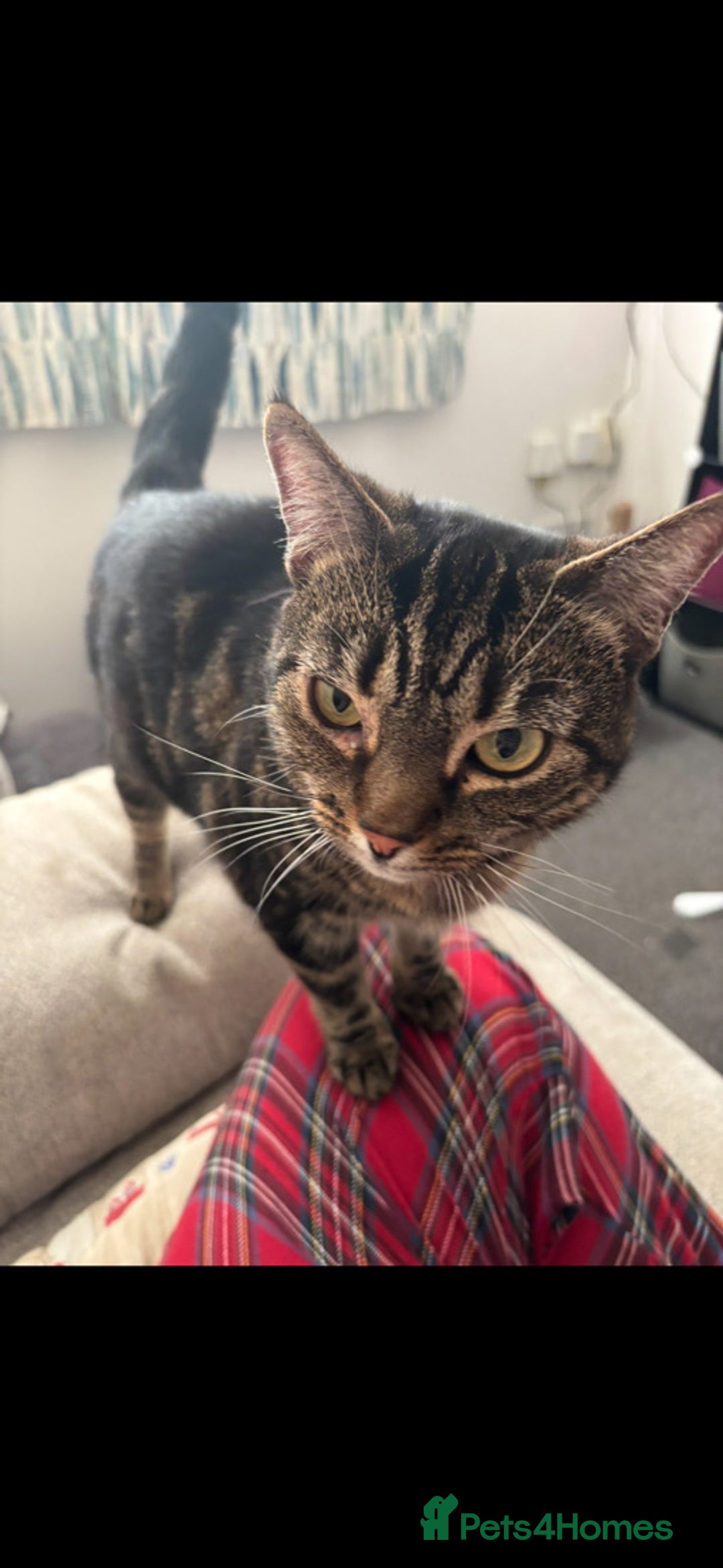 Mixed Breed cats for sale: URGENCY HOMING REQUEST - Advert 2