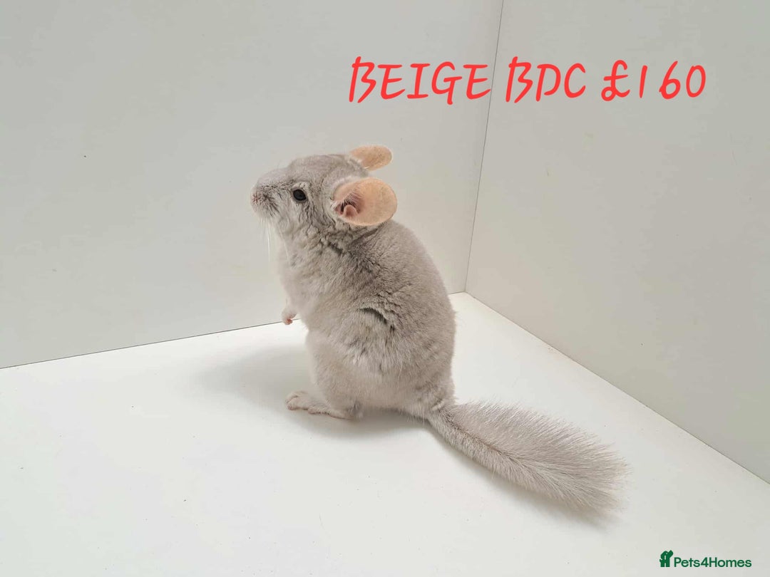 Chinchilla rodents for sale: STUNNING BABIES CHINCHILLA MIX COLOURS AND GENDER  - Image 12