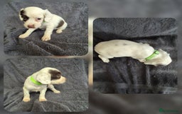 English Springer Spaniel dogs for sale: English Springer Spaniel Pups - Image 7