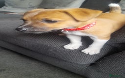 Plummer Terrier dogs for sale: Plummer terrier pups 1 girl left  - Image 3