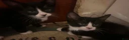 Mixed Breed cats for sale: 2 x black and white kittens - Advert 4