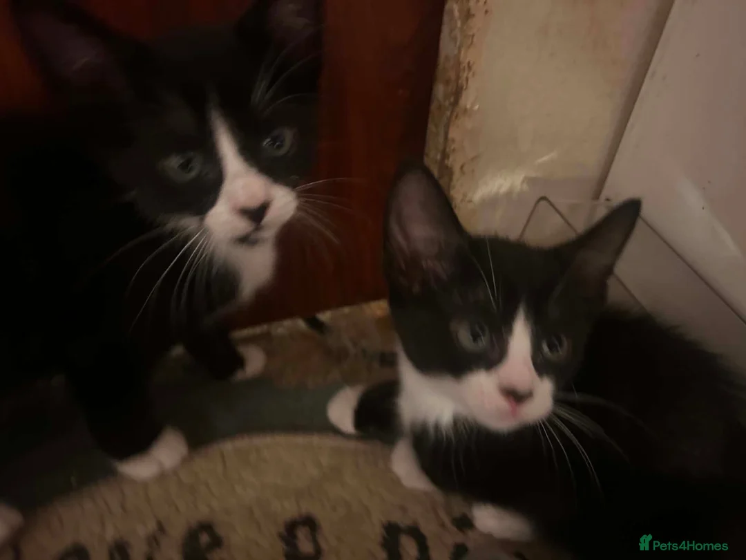 Mixed Breed cats for sale: 2 x black and white kittens - Advert 4