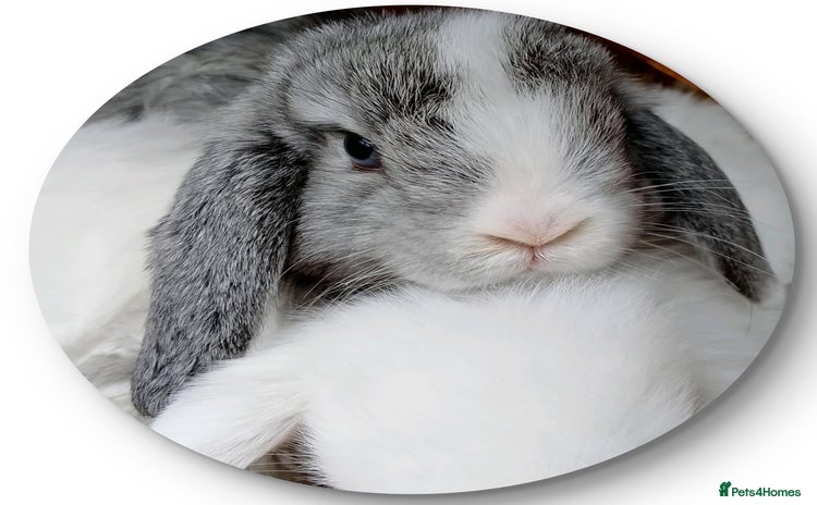 Mini Lop rabbits - Advert 6