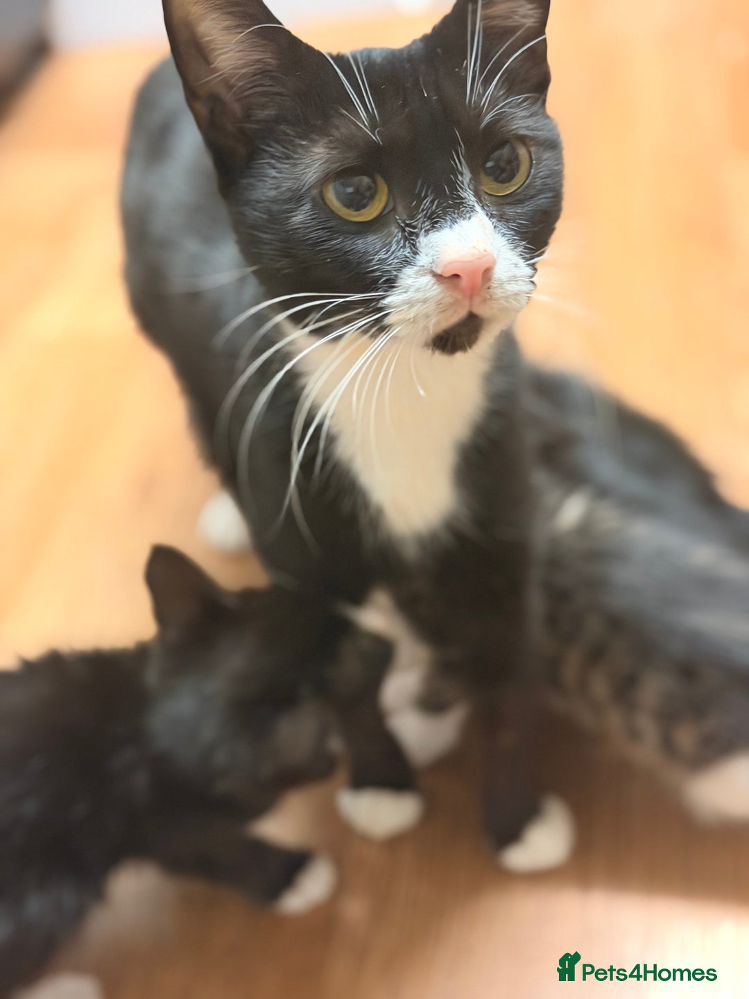 Mixed Breed cats for sale: Mixed breed kittens  - Advert 1