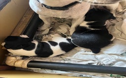 Patterjack dogs for sale: TOP QUALITY PATTERJACKS - Image 8