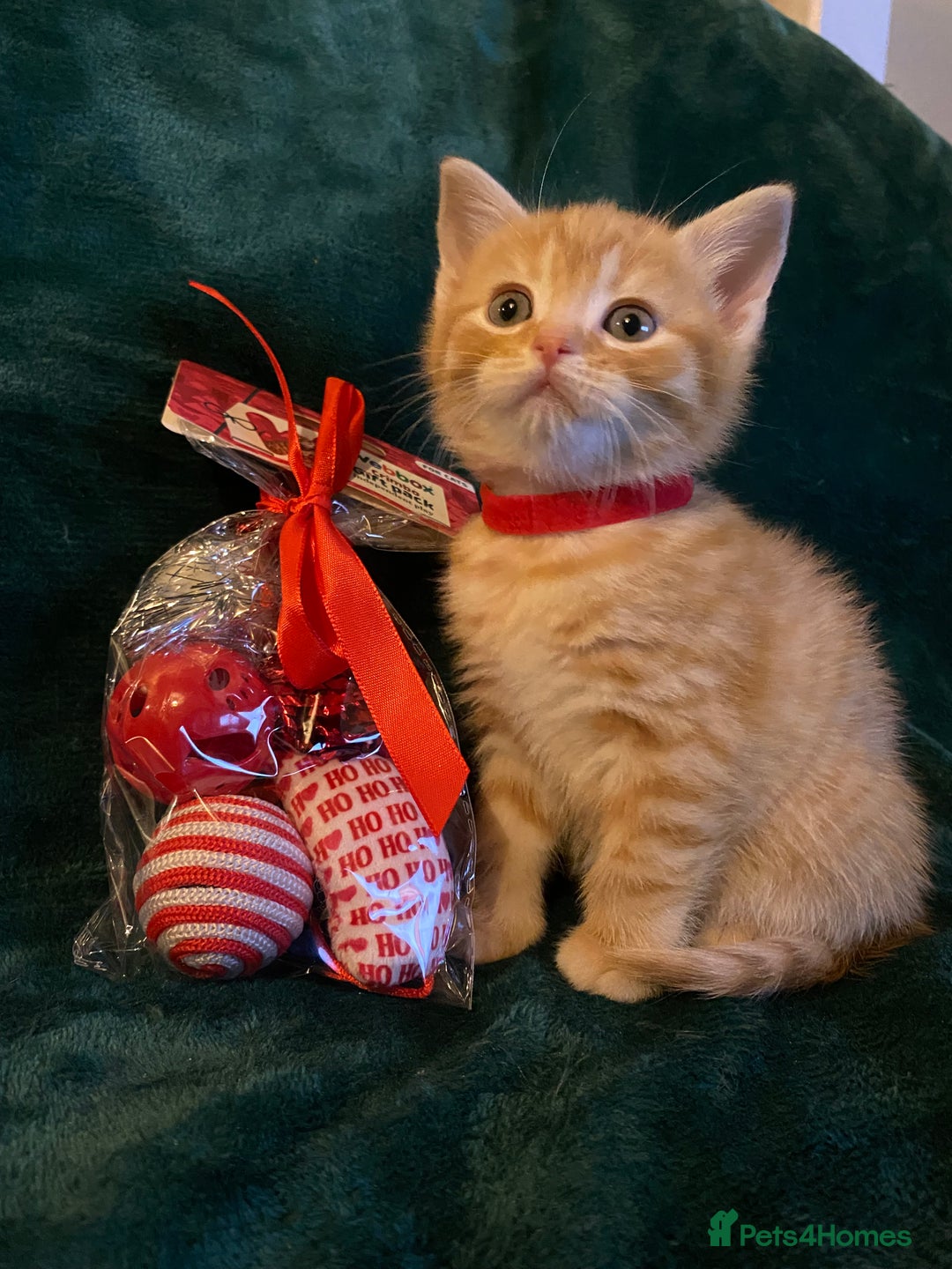 Scottish Fold cats for sale: Scottish Straight Ginger Kittens  - Advert 19