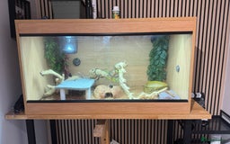 Bearded Dragon reptiles for sale: Juvenile Bearded Dragon PLUS full setup - Image 4