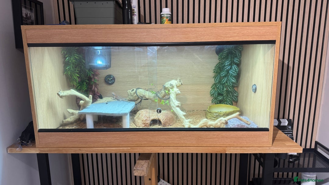 Bearded Dragon reptiles for sale: Juvenile Bearded Dragon PLUS full setup - Image 4