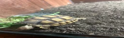 Tortoise reptiles for sale: Tortoise for sale  - Advert 2