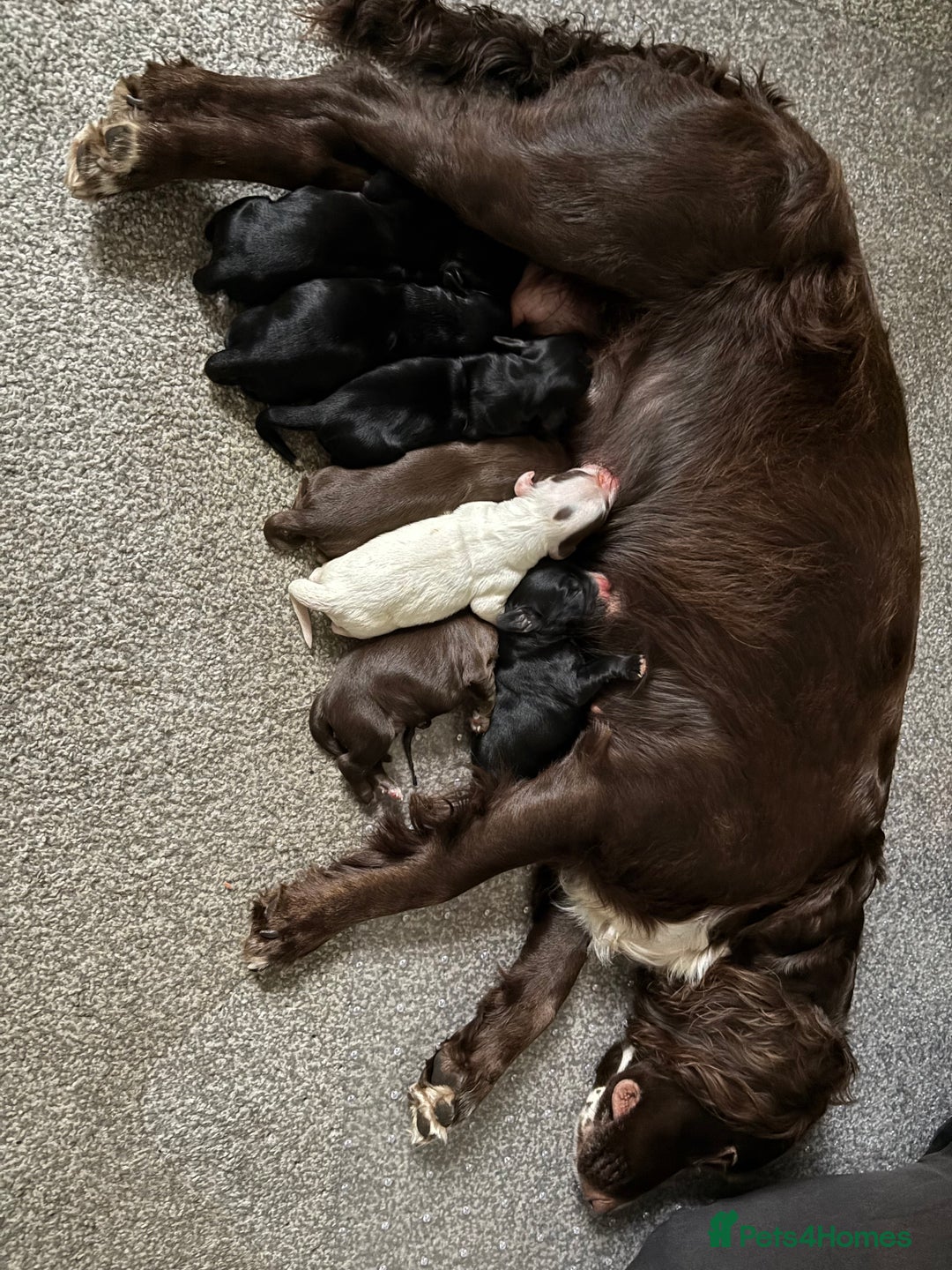Cocker Spaniel dogs for sale: ** 1 GIRL LEFT** **READY NOW** Cocker Spaniel Pups - Advert 3