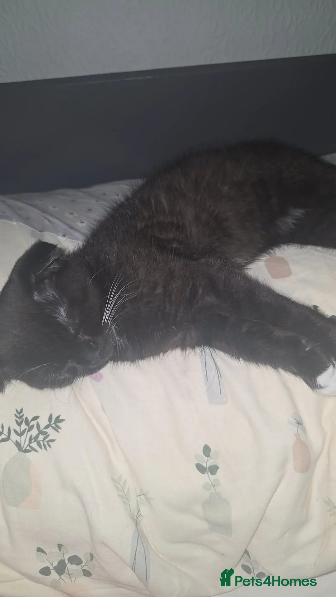 Mixed Breed cats for sale: 6 Month Old Male Cat - Advert 2