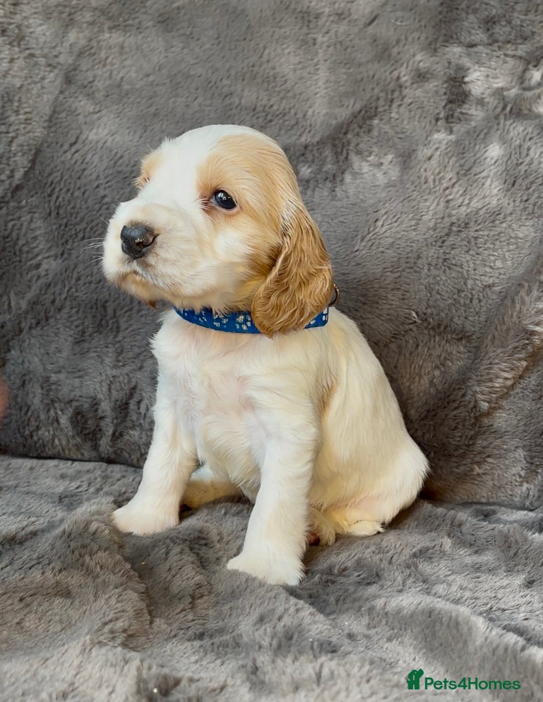 Cocker Spaniel dogs for sale: KC Reg Show Type Cocker Spaniel Pups. Family Home  - Image 16