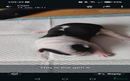 Mixed Breed dogs for sale: Sharpie cross staff  - Image 1