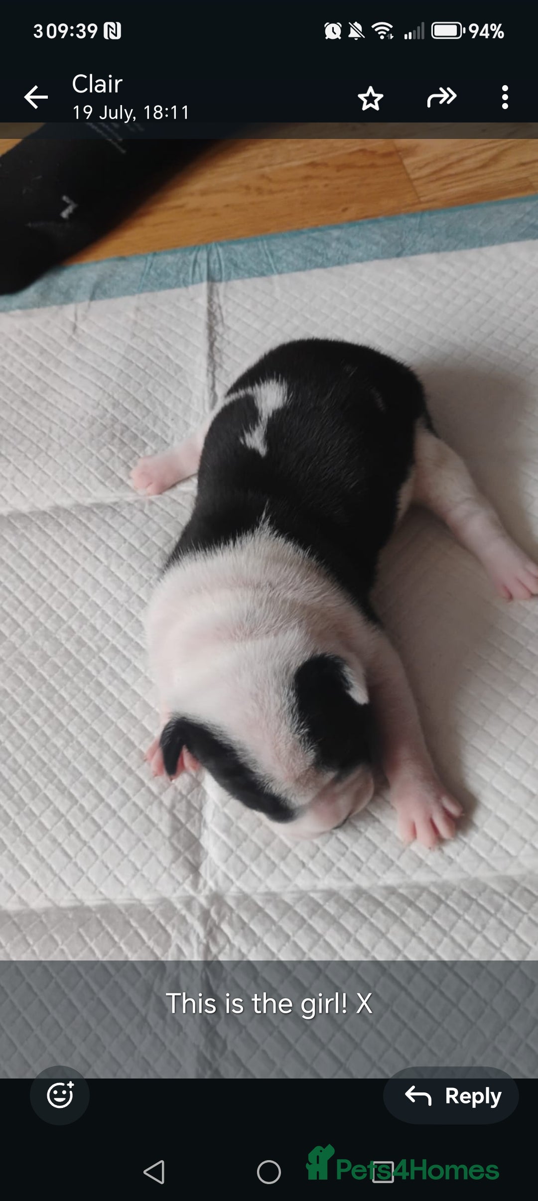Mixed Breed dogs for sale: Sharpie cross staff  - Image 1