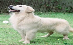 Golden Retriever dogs for sale: Exceptional litter of kc healthy golden retrievers - Image 11