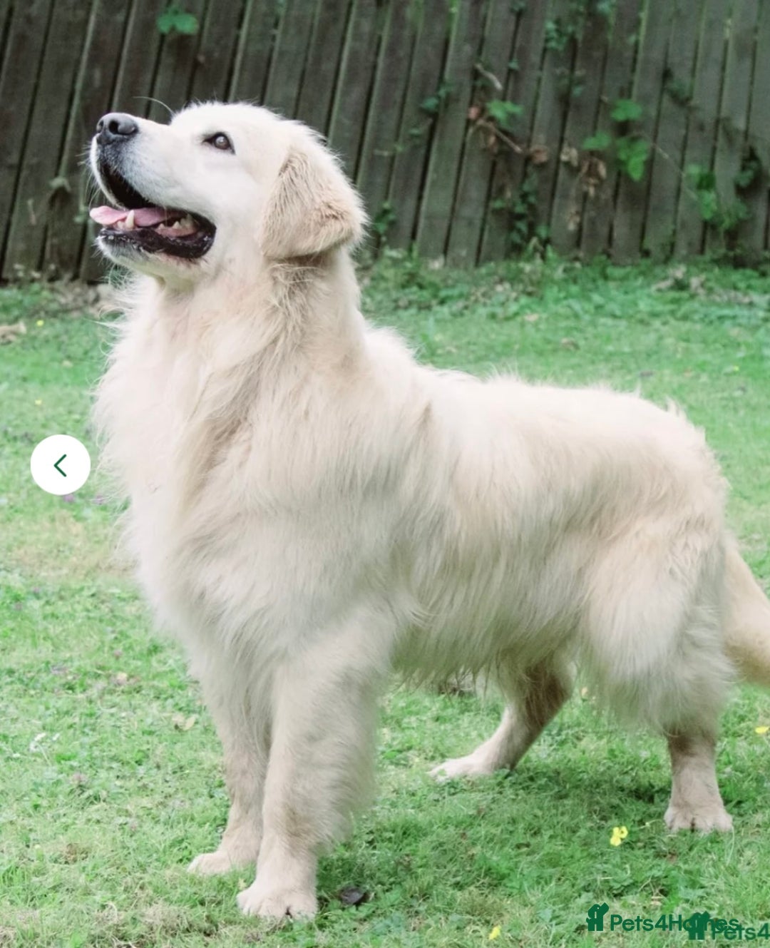 Golden Retriever dogs for sale: Exceptional litter of kc healthy golden retrievers - Image 11