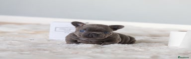French Bulldog Puppy 1
