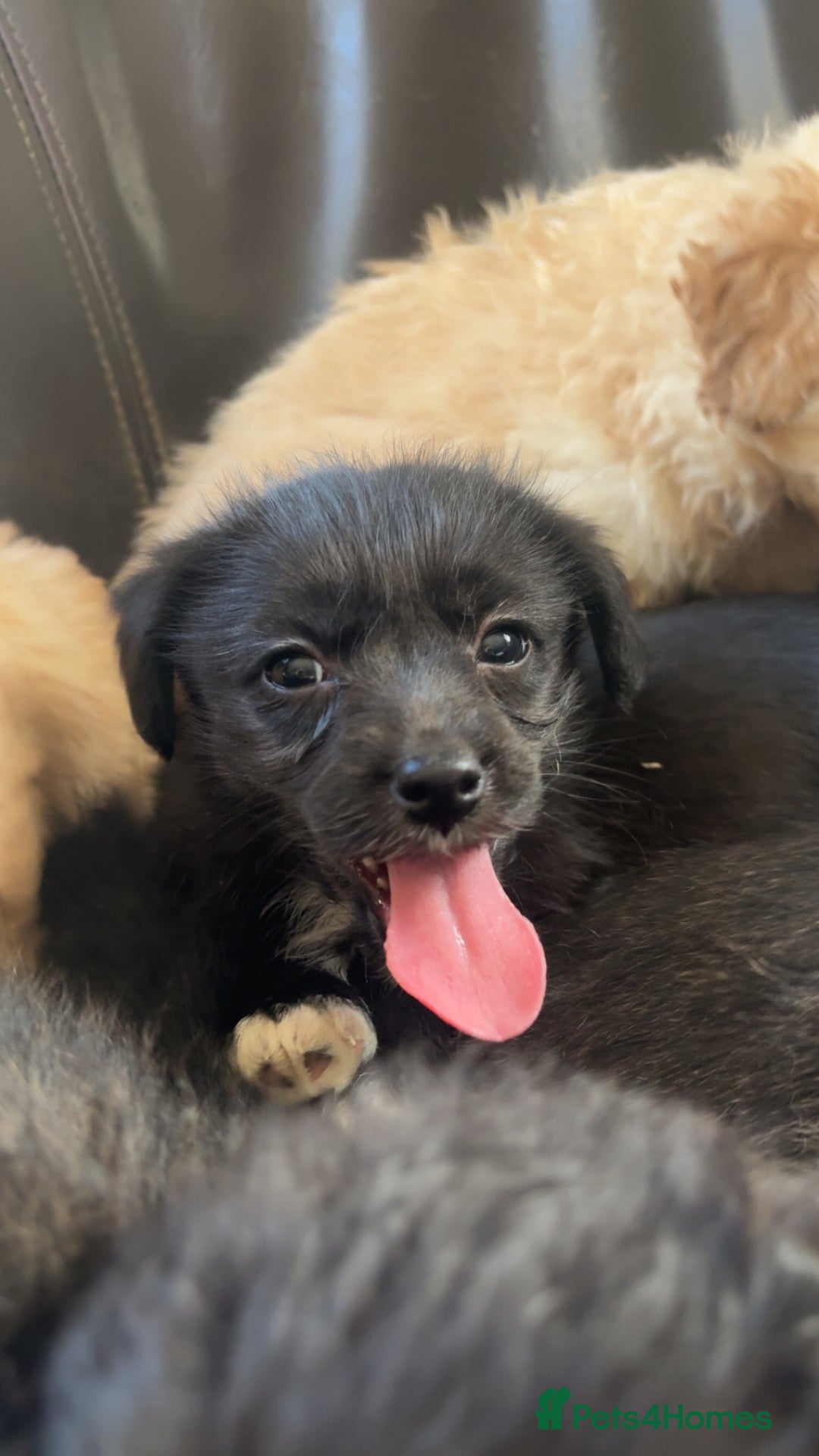 Mixed Breed dogs for sale: cavapoos in need for new home! - Advert 8