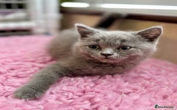 British Longhair cats for sale: British Blue Boys Available x 3 - Image 5