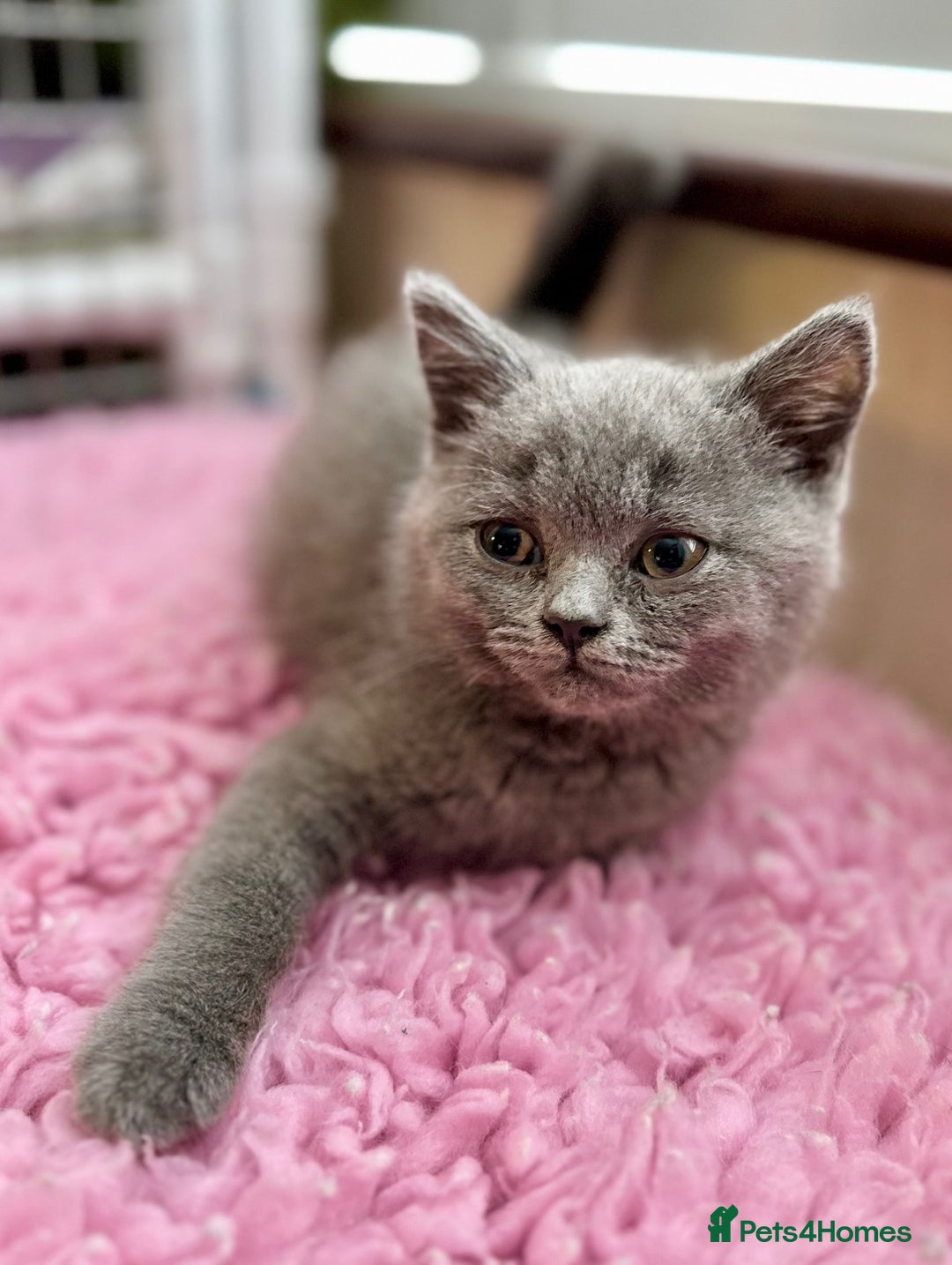 British Longhair cats for sale: British Blue Boys Available x 3 - Image 5
