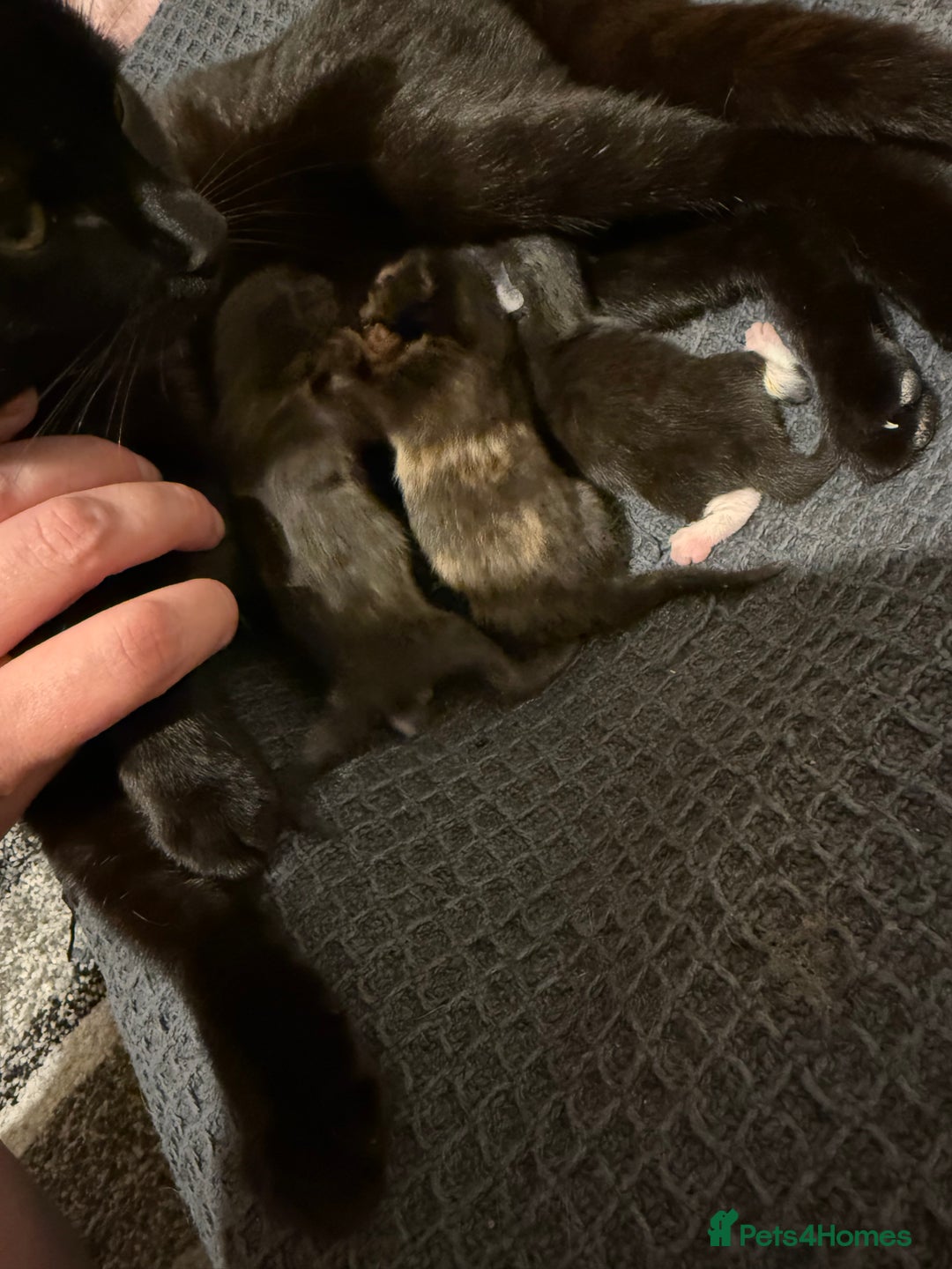 Domestic Shorthair cats for sale: 3 fluffy boys  - Image 7