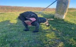 Cocker Spaniel dogs for sale: Cocker spaniel  - Image 1