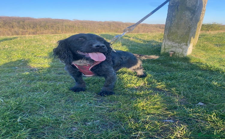 Cocker Spaniel dogs - Advert 2