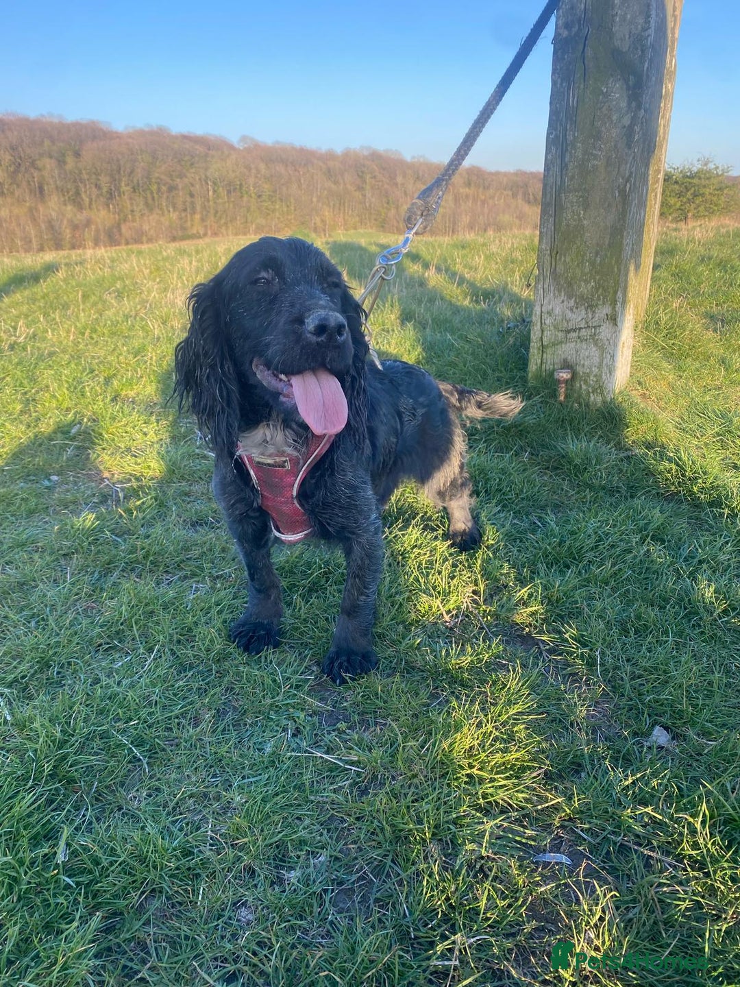 Cocker Spaniel dogs for sale: Cocker spaniel  - Image 1