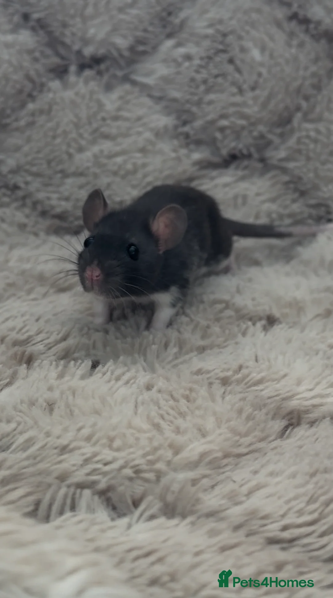 Rat rodents for sale: 🐀 Beautiful Rat kitts 🐁 *Available Now* - Advert 18
