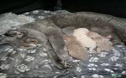British Shorthair cats for sale: Adorable,chunky,champion lined british shorthairs! - Image 11